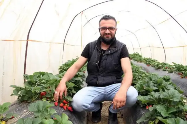 Tam kapanmada özel izinle çilek hasadı yaptılar