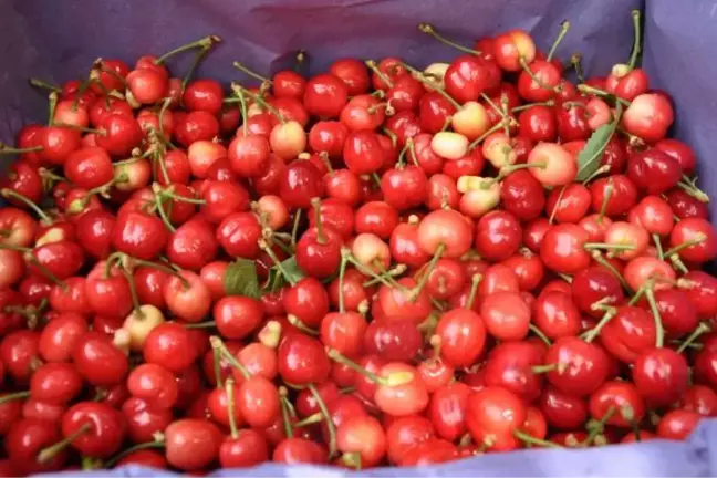 Turfanda kiraz, 50 liradan alıcı buluyor