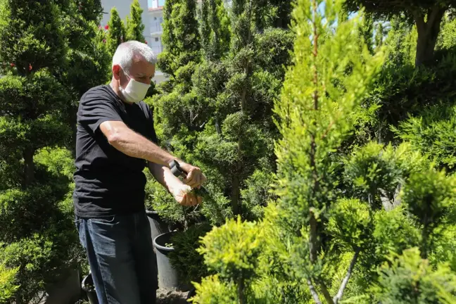 Budama sanatıyla ilgilenen emekli öğretmen, ağaçlarını simge camilere hediye etmek istiyor