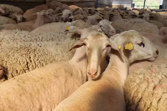 Hüyük'te 75 kişi vekaletle kurban bağışında bulundu