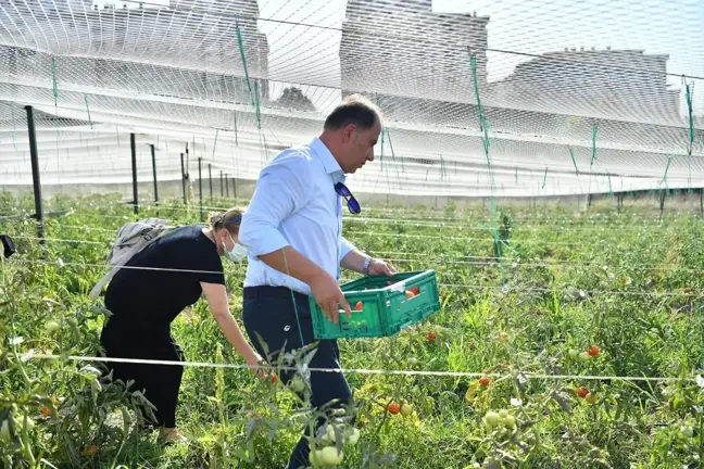 Beylikdüzü Belediyesi Yaşam Bahçesi'nde yaz hasadı devam ediyor