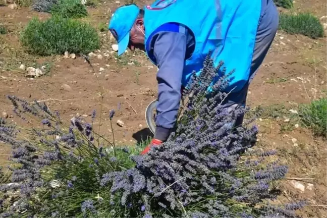 Isparta'da Lavanta hasadı başladı