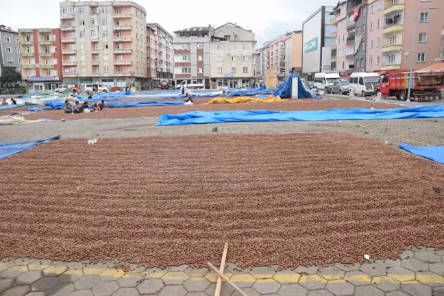 Espiye'de halk pazarı fındık harmanı oldu