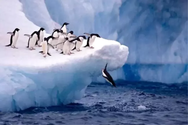 Penguenler