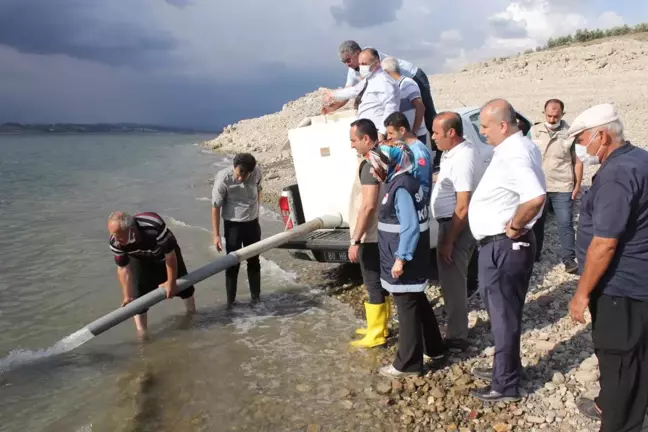 Son dakika haber: Osmaniye'de Aslantaş Baraj Gölü'ne 132 bin sazan yavrusu bırakıldı