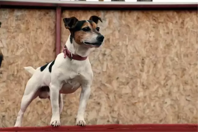 Ankara's smallest search and rescue dog 'Leon'
