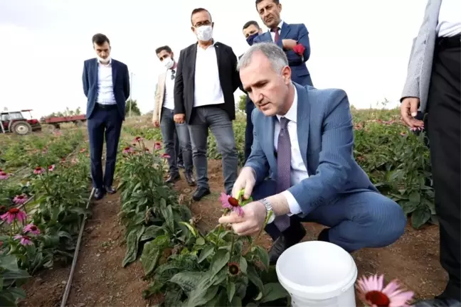 İnegöl'de ilk kez ekinezya hasadı yapıldı