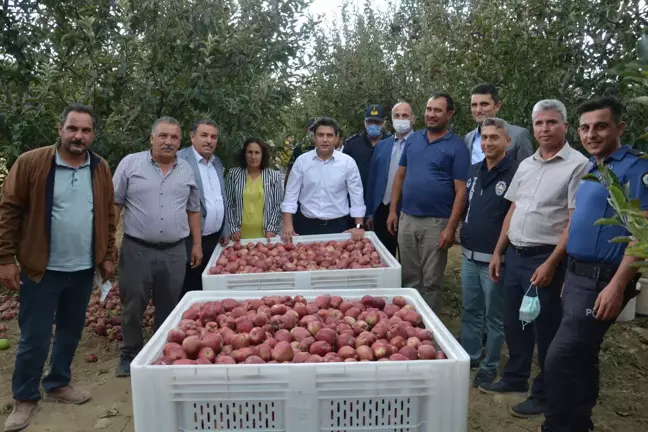 Gülnar'da elma hasadı başladı