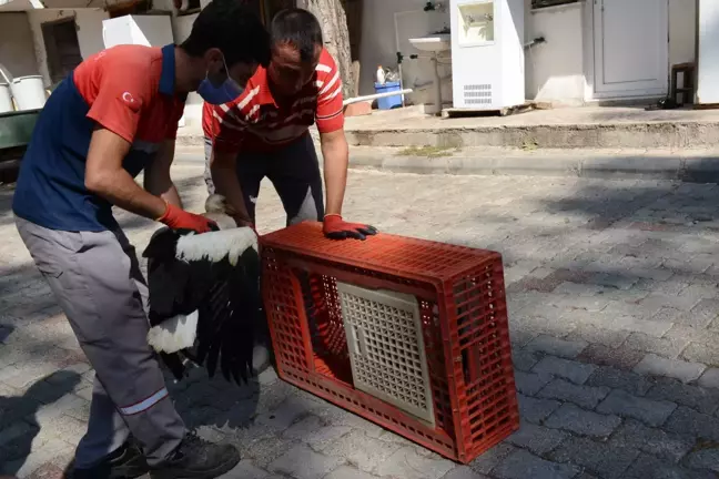 Anneleri ölen leylek yavruları, bakımlarının ardından doğaya bırakıldı