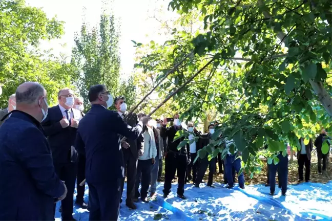 Vali Dr. Ozan Balcı, Niksar'da Ceviz Hasadı Yaptı