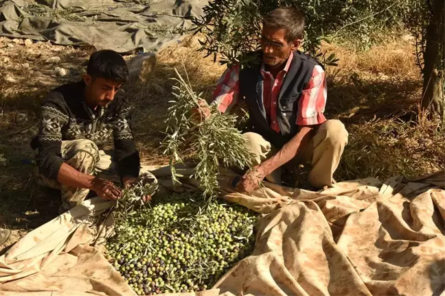 Vali Işık Zeytin Hasadına Katıldı