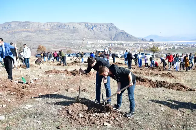 Şebinkarahisar'a özgü meyve fidanları toprakla buluşturuldu