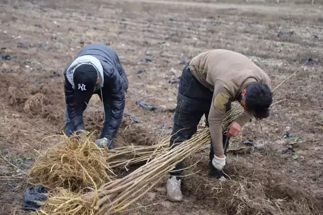 Eskişehir'de ipek böcekçiliğini canlandırma çalışmaları hız kesmiyor