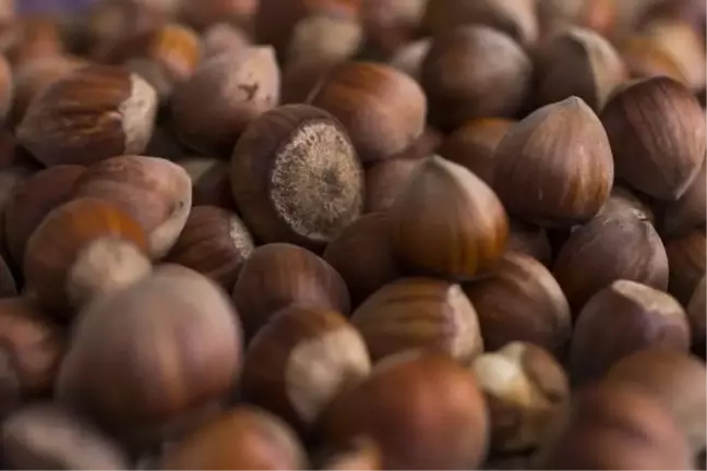 Ferrero Fındık'tan aralık ayı tarımsal uygulama önerileri