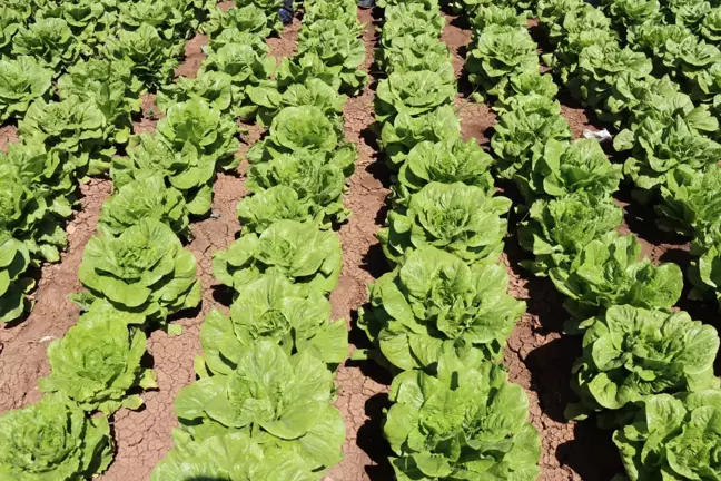 Kilis'te marul hasadı başladı