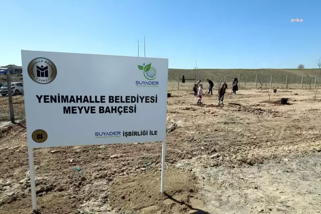 Yenimahalle'de 500 Meyve Fidanı Toprakla Buluştu