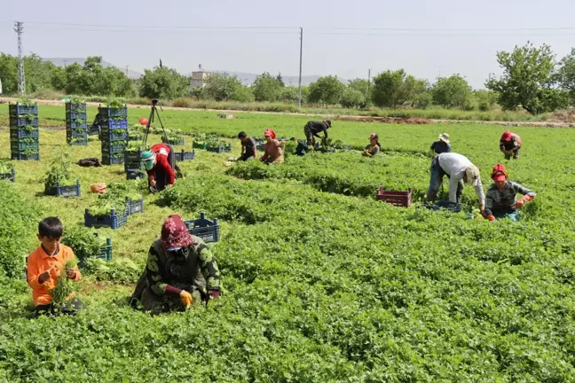 Kilis'te tarım işçileri 1 Mayıs'ı tarlada çalışarak geçirdi