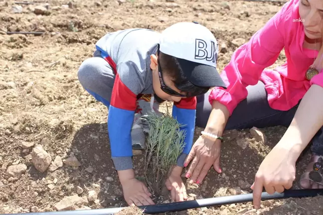 Antalya Büyükşehir Belediyesi'nden Kemer'e Lavanta Bahçesi