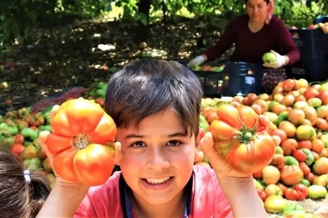 Ata tohumu bereketi...6 aydır domates hasadı yapılıyor