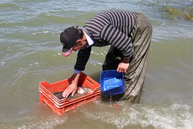 İstilacı balık türü araştırılıyor