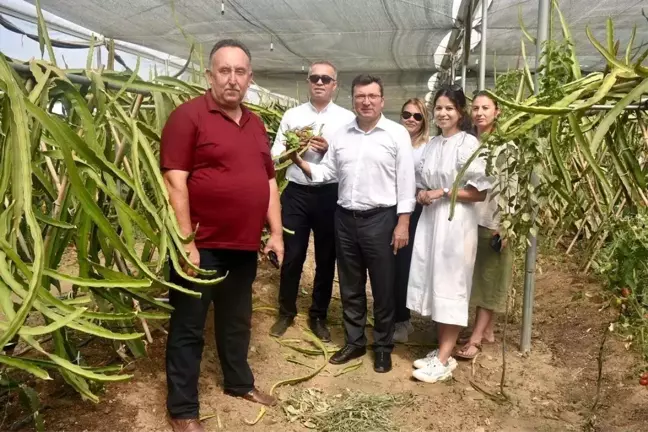 Kaymakam Şahin 'pitaya' üreticilerini yalnız bırakmıyor