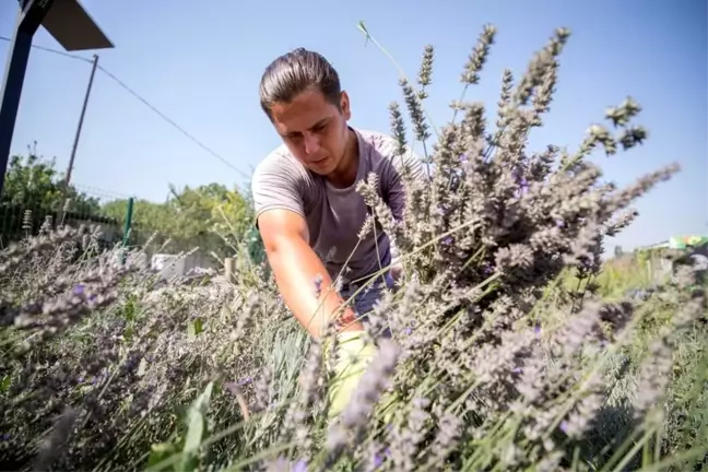 Nilüfer'in Tıbbi-Aromatik Bitki İşleme Tesisi Projesi'ne BEBKA'dan hibe