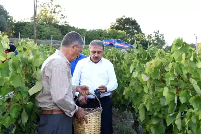 Vali Şıldak, üzüm bağında hasada katıldı