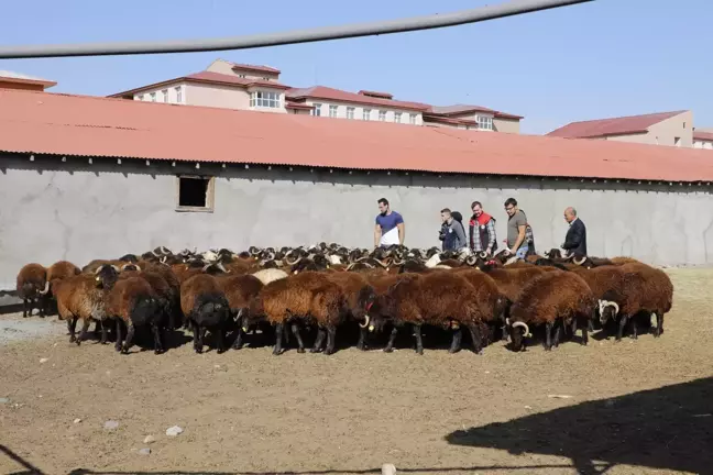 Ağrı haber... Ağrı'da çiftçilere 179 damızlık koç dağıtıldı