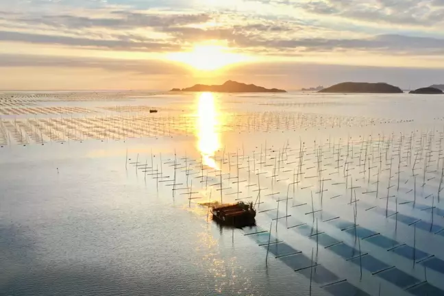 Çin'in Xiapu İlçesinde Deniz Yosunu Hasadı