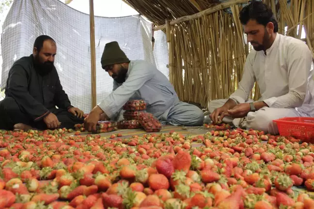 Afganistan'da Çilek Hasadı