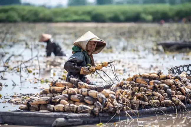 Çin'in Hunan Eyaletinde Lotus Kökü Hasadı