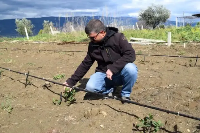 Sarıgöllü çiftçiler 'süper meyve aronia'dan umutlu