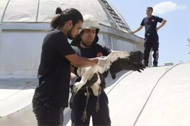 Antalya'da yavru leylek kurtarıldı