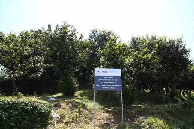 Giresun'da Karayemiş Genetik Kaynakları Projesi başlatıldı