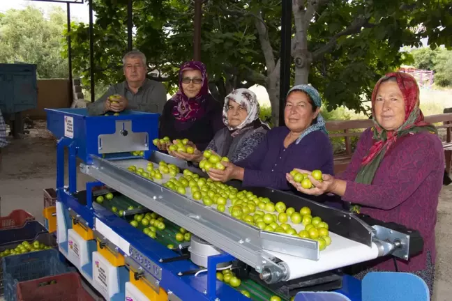 Mersin Büyükşehir Belediyesi, Mut'taki Üreticilere Tarımsal Destekler Veriyor