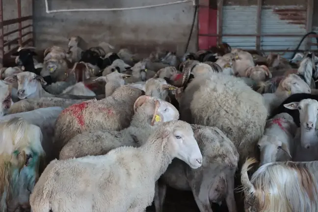 Kırklareli'de Deprem Bölgesi İçin Yürütülen Kampanya Kapsamında 173 Kurban Kesildi