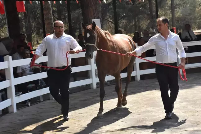 TİGEM Sultansuyu Tarım İşletmesi'nden 42 tay satıldı