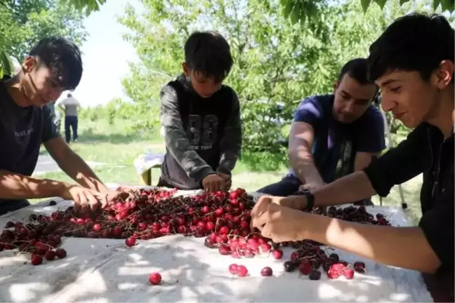 Sultandağı'nda Kiraz Hasadı Sürüyor