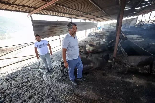 Çanakkale'de Orman Yangınında 31 Hayvan Telef Oldu