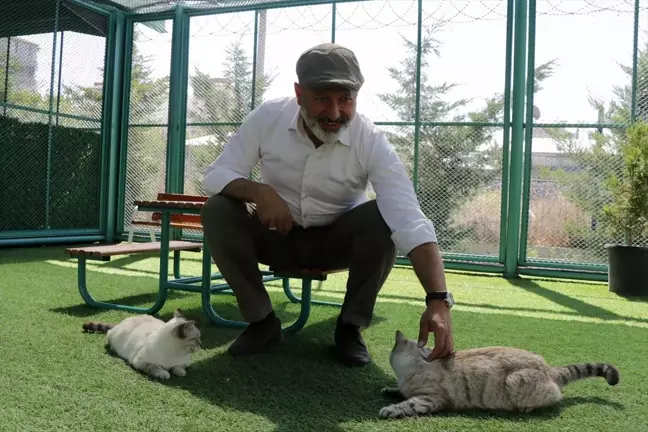 Kayseri'de Kedi Kasabası'nda Haftada İki Gün Özel Bakım Uygulanıyor