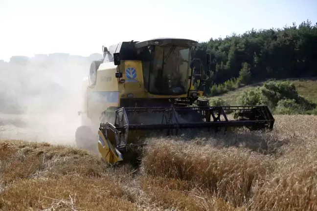 Kestel Belediyesi, Ucuz Ekmek Üretimi İçin Buğday Hasadına Başladı