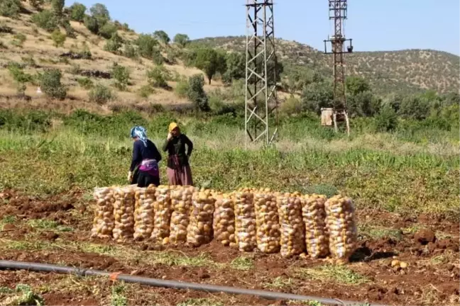 Mardin'de Tarım İşçilerinin Zorlu Mesaisi