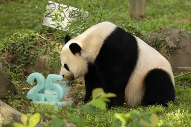 Dev Panda Mei Xiang, 25. Yaş Gününü Washington'da Kutladı