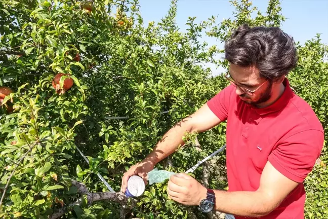 Antalya Büyükşehir Belediyesi Üreticilere Faydalı Böcek Desteği Sağlıyor