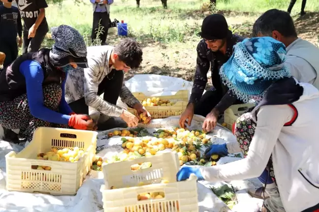 Malatya Arguvan'da Kayısı Hasadı Sürüyor