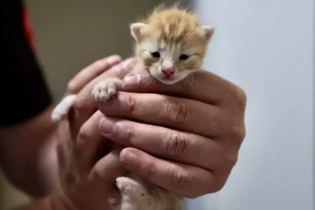 Düzce Belediyesi İtfaiyesi'nin Maskotu Haline Gelen Kedi ve Yavruları