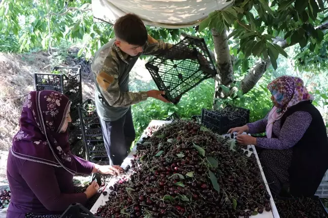 Niğde'de Sezonun Son Kiraz Hasadı Başladı