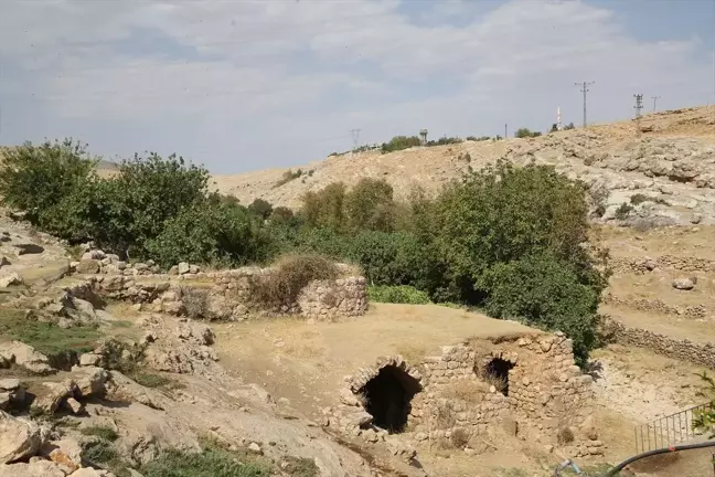 Mardin'de Gurs Vadisi'nde İncir Hasadı Başladı