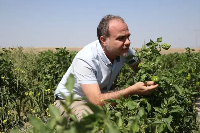 Niğde Ömer Halisdemir Üniversitesi Tarımsal Araştırma Merkezi Atıl Araziyi Üretime Kazandırdı