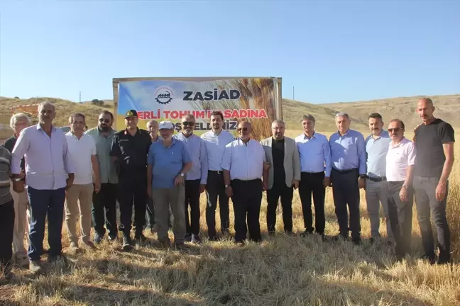 Sivas'ta Habeş Buğdayı Hasadı Yapıldı